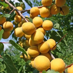 Саженец абрикоса Графиня (средний)