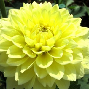 Клубень георгина Помпоновидный