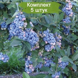 Саженцы голубики Аврора (Aurora) -  комплект 5 шт.