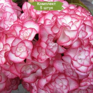 Саженцы гортензии крупнолистной Мэджикал Фламенко (Magical Flamenco) -  комплект 5 шт.