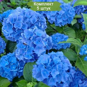 Сеянцы гортензии крупнолистной   -  комплект 5 шт.