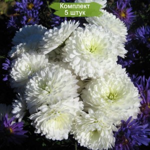 Саженцы крупноцветковой белой хризантемы Школьница -  комплект 5 шт.