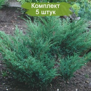 Саженцы можжевельника стелющегося Казацкого (15-30 см) -  комплект 5 шт.