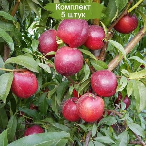 Саженцы нектарина Биг Топ (Big Top) -  комплект 5 шт.