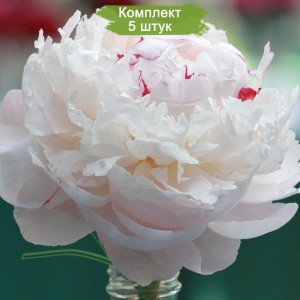 Саженцы пиона Ave Maria (Аве Мария ) -  комплект 5 шт.