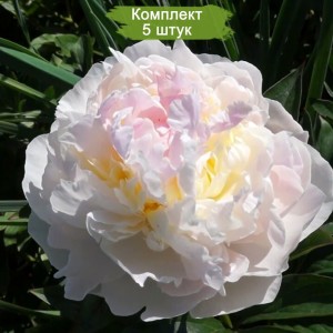 Саженцы пиона Florence Nicholls (Флоренс Николс ) -  комплект 5 шт.