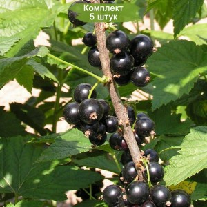 Саженцы черной смородины Сахарная -  комплект 5 шт.