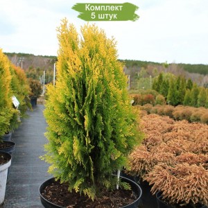 Саженцы Туи Восточной 40-60 см -  комплект 5 шт.