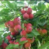 Комплект 5шт / Яблоня Горноалтайское