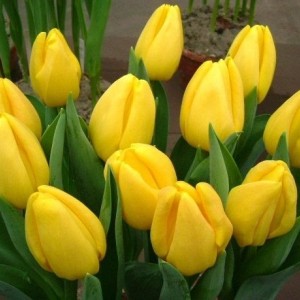 Луковица тюльпана Стронг Голд (Strong Gold)