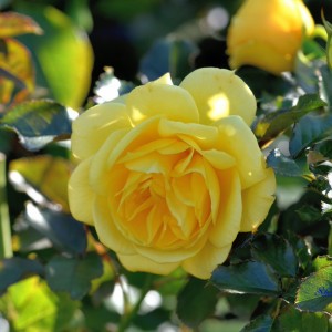 Саженец кустовой розы Шутин Стар (Shooting Star)