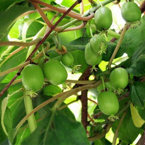 Саженец актинидии женской Оригинальная