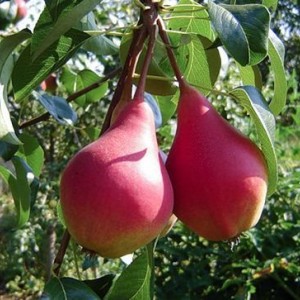 Саженец груши Нарядной Ефимовой