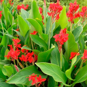 Саженец Канны Президент