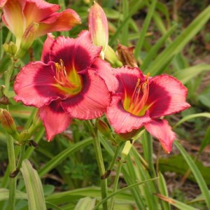 Саженец лилейника Дэн Махони (Dan Mahony)