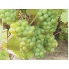 Виноград Изумруд