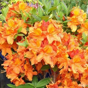 Рододендрон Глоуинг Эмберс